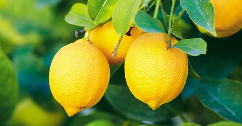 El curioso proceso que dio origen a los limones modernos a partir de frutas como mandarinas, pomelos y zamboas