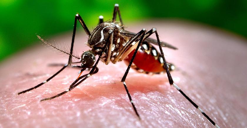 Equipo U. de Chile investiga bacteria que ayudaría a combatir el dengue, zika, chikungunya y la fiebre amarilla