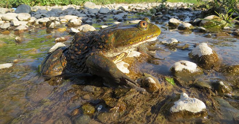 Salvando a un fósil viviente: investigadores Uchile hacen llamado urgente a la acción por la rana gigante chilena
