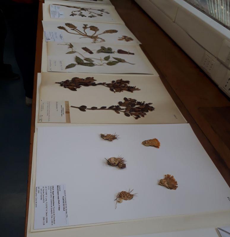 El Herbario EIF cuenta con una colección de alrededor de 20.000 ejemplares.