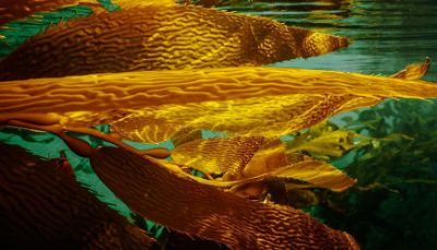 Estas algas, incluido el huiro, desempeñan un papel importante en la lucha contra el cambio climático y la contaminación de los océanos limpiando el agua de nitratos y fosfatos. 