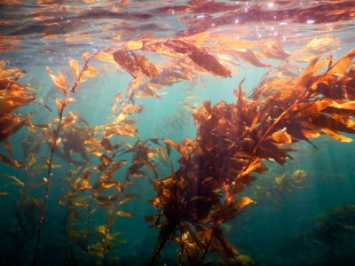 “Efectivamente los bosques de algas en otras partes del mundo están en peligro por el aumento de la temperatura del mar. Pero tenemos la suerte que en la Patagonia la temperatura del nivel del mar sigue siendo baja, entonces es un refugio climático global para este ecosistema", manifestó.