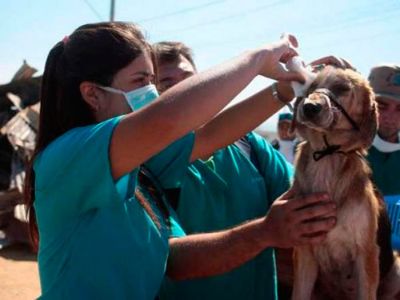 Estudiantes y médicos veterinarios de la Universidad de Chile se encuentran en la Reserva Nacional China Muerta en la Región de la Araucanía