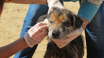 El Colegio Médico Veterinario está recibiendo la ayuda para las mascotas, fauna silvestre y animales de producción.