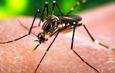 El mosquito se desarrolla muy bien en humedales de zonas cálidas, lo que descarta riesgos en Chile.