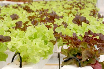 El objetivo del Centro de Extensión que fortalezca el sistema agroalimentario hortícola, para la producción de alimentos saludables.