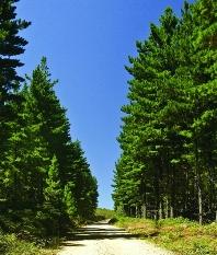 En 2011, las exportaciones forestales fueron de US$ 5.906,6 millones, de los cuales un 60% corresponde a Pino radiata.