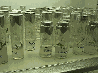 Cultivo in vitro del material sueco en proceso de multiplicación y masificación para las pruebas de viverización y comparación clonal (Laboratorio Universidad de Chile).
