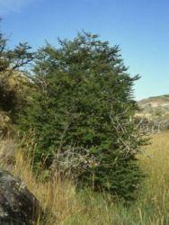 El ñirre, es un árbol que tiene capacidad de regenerarse vegetativamente, 