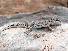 Phyllodactylus gerrhopygus (Gecko o Salamanqueja); autor: Profesor Cristián Estades.