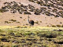 Suri en Altiplano; autor: Maria Vukasovic