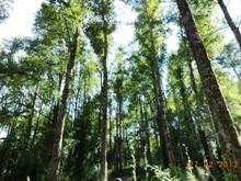 Existen condiciones para generar más energía a partir de esta biomasa leñosa proveniente de los recursos forestales, principalmente de plantaciones, bosque nativo y residuos agrícolas.
