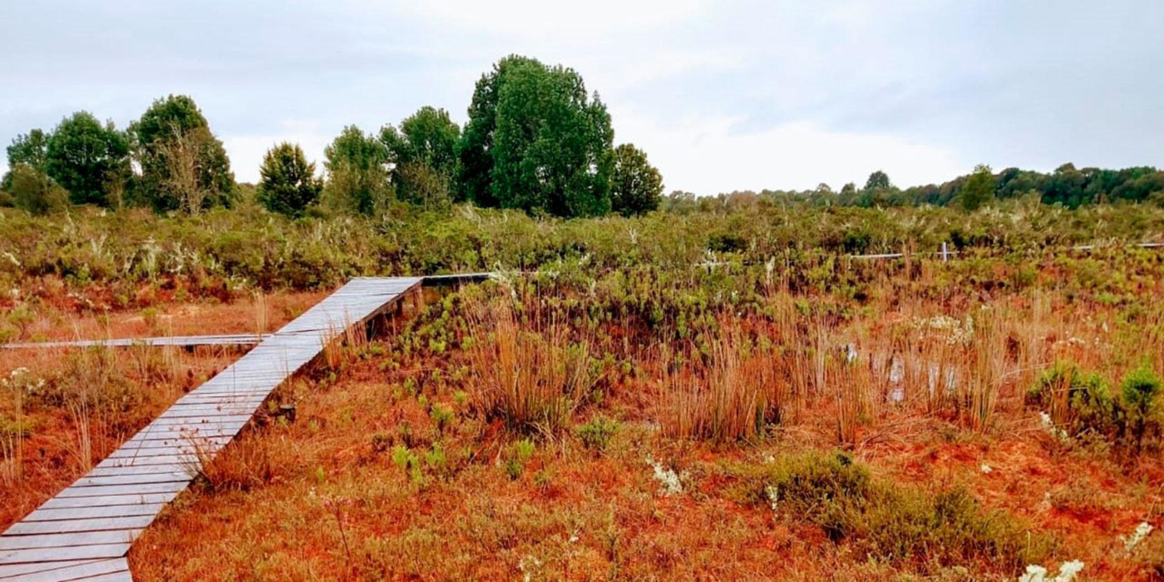 U. de Chile encabeza estudio para conservar turberas de Sphagnum en el país