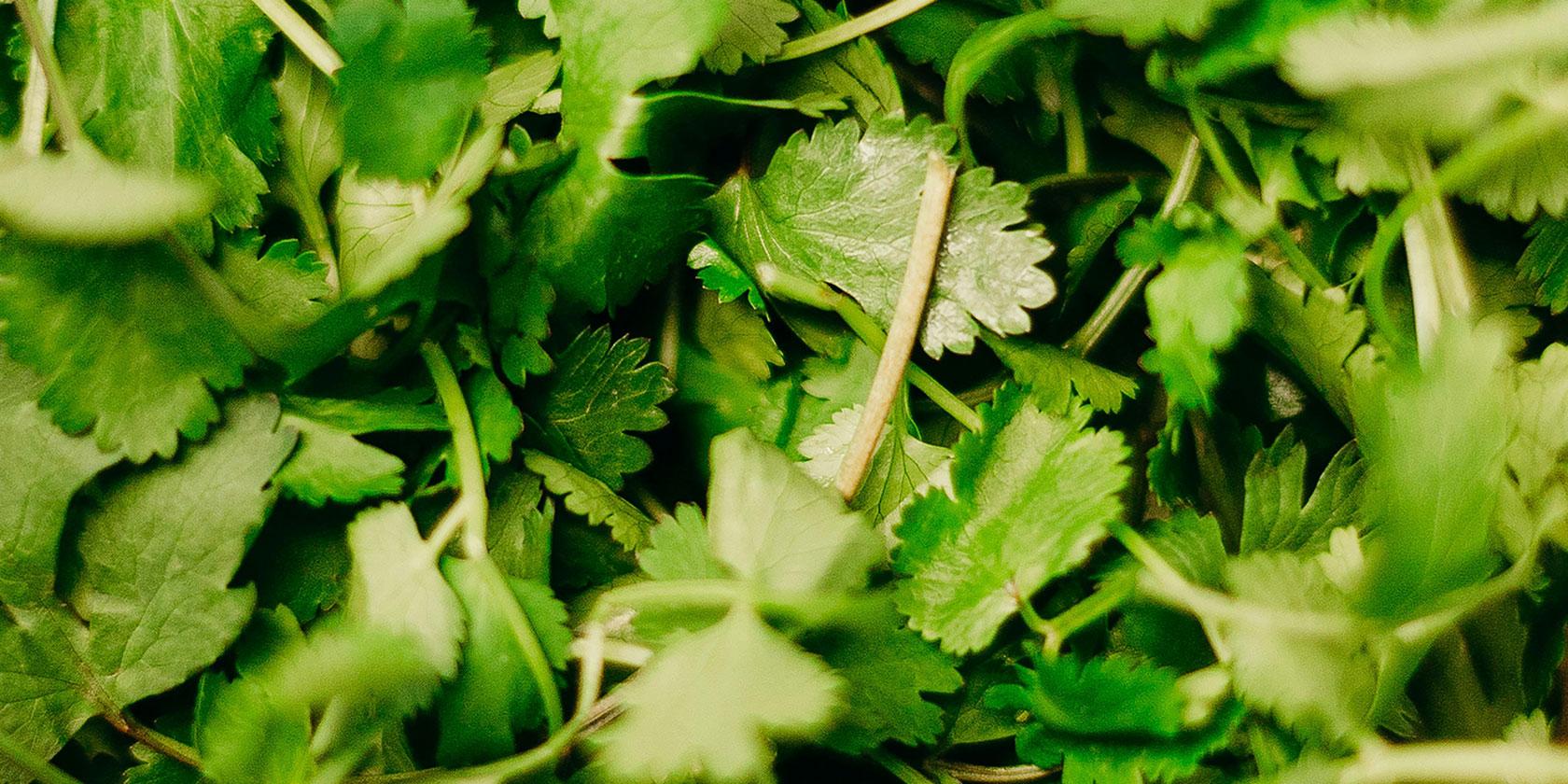 Agricultura familiar campesina: investigación Uchile identifica nuevos virus en cultivos de cilantro