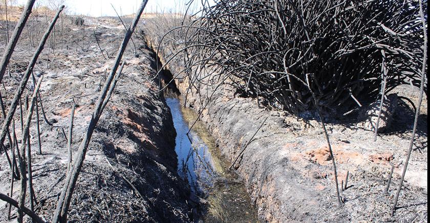 Esperanza para la Ranita del Loa: Los esfuerzos de conservación tras el incendio que devastó su hábitat