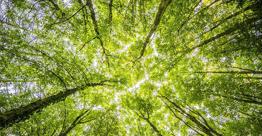 Más es mejor: claves en torno a los árboles para enfrentar el cambio climático y no fallar en el intento