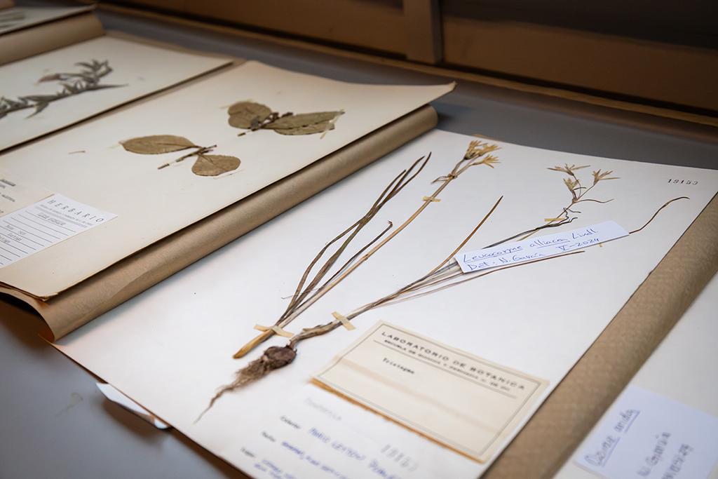 Herbarios universitarios: tesoros biológicos y patrimoniales de la Universidad de Chile
