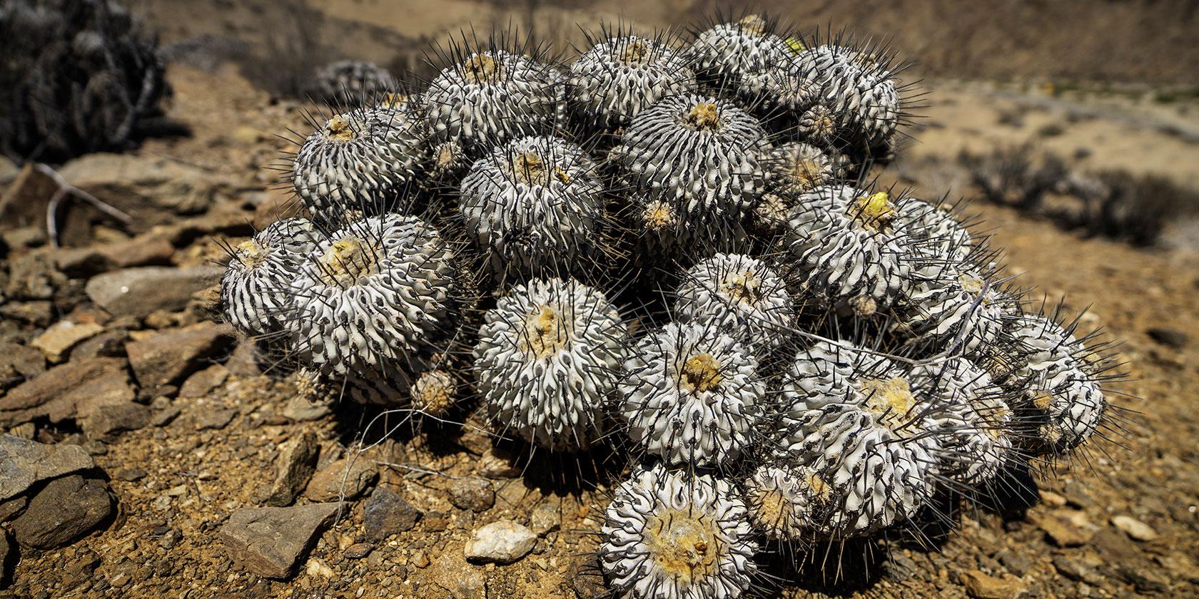 Ciudadanía elige a Copiapoa para ser secuenciada en proyecto genómico