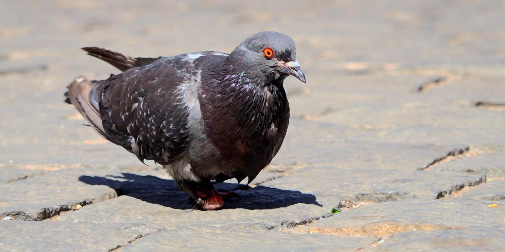 Investigadores U. de Chile evidencian los cambios en la ciudad reflejados en la fisonomía de las palomas