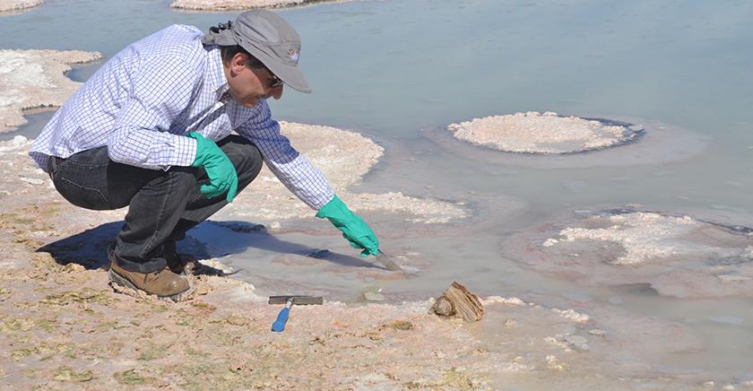 Hallazgo de estromatolitos vivos en el Salar de Atacama revela los misterios de la biodiversidad de esta zona