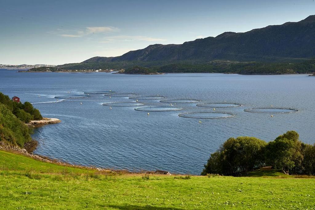 U. de Chile desarrolla alternativa biotecnológica para combatir patógenos del salmón