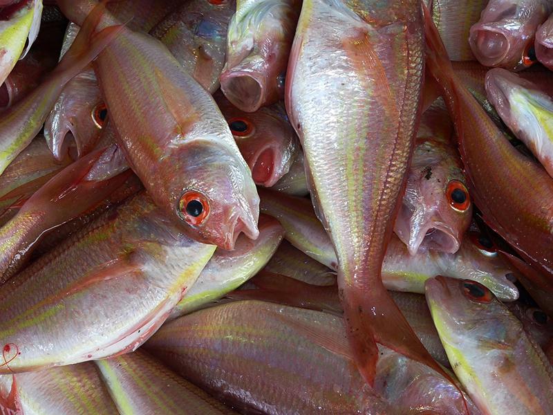 Investigadores logran determinar cantidad de Omega 3 presente en pescados  chilenos