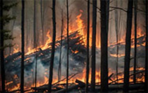 Uchile creará plataforma para toma de decisión en incendios forestales