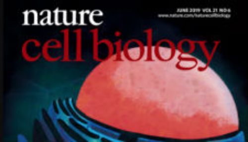Investigación del BNI es portada en "Nature Cell Biology"