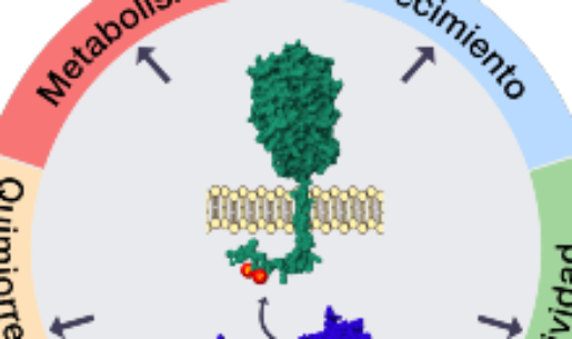 En este esquema, la proteína kinasa CK2 (azul) fosforila a la ECE-1c (verde) en dos residuos de serina (P), aumentando su resistencia a la degradación y su estabilidad. Con el tiempo, la ECE-1c fosforilada y estable llevaría a la aparición de características troncales y por lo tanto malignidad, como crecimiento tumoral, resistencia a quimioterapia, invasión a otros tejidos, etc., en células de cáncer colorrectal, cerebral y de pulmón.