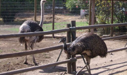 Una avestruz y un emú comparten comparten en la granja