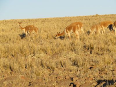 Pastizales naturales de la reserva Pampa Galeras Bárbara D¿Achille, pastoreados por vicuñas.