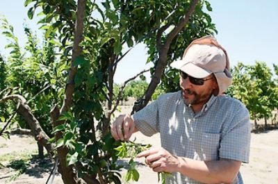 El Laboratorio de Mejoramiento Genético y Calidad de la Fruta se ha transformado en un referente global en el desarrollo de nuevas variedades frutales con larga vida de postcosecha