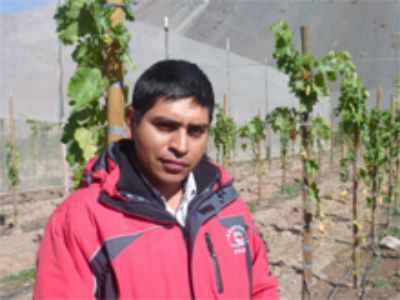 Pedro Cruz plantó una nueva variedad de uva de mesa en sus terrenos, Pink Globe (Chimentti Globe)