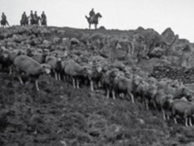 "Arreo de ovejas para trasquila" (1916) Henry Percy Edmunds 