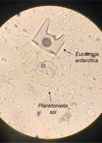 Las diatomeas son algas unicelulares compuestas por sílice y cuyas muestras fosilizadas ofrecen evidencia indirecta sobre las condiciones ambientales del océano y el clima del pasado.
