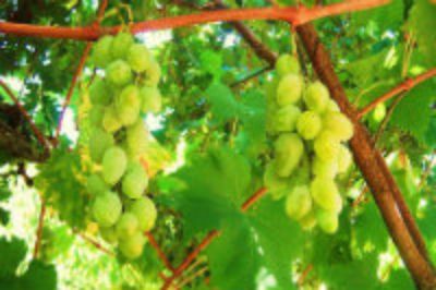 La uva Sultanina es la segunda uva de mesa más exportada del país.