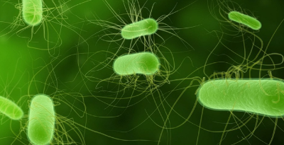 Proyecto Fondecyt 2024 “Bacterias productoras de acetato de la microbiota intestinal como actores clave en la patogénesis de E. coli productora de Shiga Toxina”