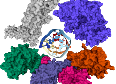 En esta imagen se aprecia a la proteína 14-3-3 de color gris; a ECE1c de color morado; a CK2 de los otros colores y, al centro, un aptámero. 