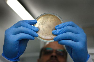 El Instituto de Ciencias Biomédicas investigando un disco petri