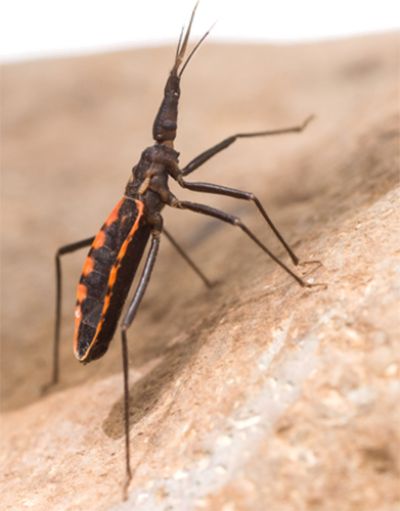 Chagas, Trypanosoma cruzi, vinchuca