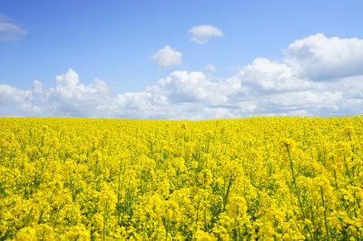 El doctor Mardones explica que las alergias aumentan "por la vida moderna occidental donde todo es más limpio, los alimentos son procesados con preservantes y otros aditivos que podrían alterar la flora intestinal".