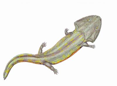Pelorocephalus