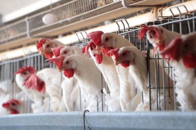 El Ministerio de Agricultura junto al SAG notificaron del primer caso de gripe aviar en un ave de corral en una planta industrial en Rancagua, región de O'Higgins.