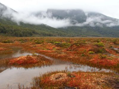 "La Patagonia destaca por la cantidad de carbono que puede guardar por hectárea, especialmente en las áreas silvestres protegidas”, explicó el investigador Jorge Pérez. 