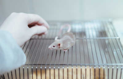La investigación se basó en una mirada ampliada al proceso de la función cerebral de los roedores de edad avanzada (24 meses), a partir de la implementación de una dieta alta en grasas y baja en carbohidratos, alternándola semanalmente con una dieta estándar.