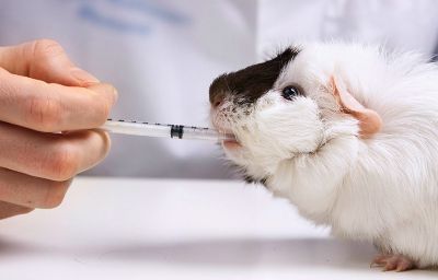 El Programa Institucional de Cuidado y Uso de Animales (PICUA-UCH) regula el uso de animales utilizados con fines científicos en la universidad.
