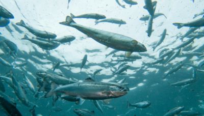 El proyecto “Degradación de contaminantes orgánicos persistentes en aguas provenientes del cultivo de salmones mediante fotocatálisis con híbridos laminares de carbonato básico de zinc”, de la Facultad de Ciencias es dirigido por la académica Paulina Dreyse.