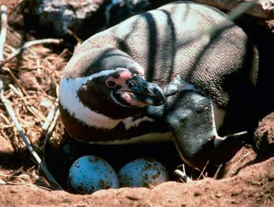 El Pingüino de Humboldt se encuentra en peligro de extinción. Se le estima una población total de unos 12,000 ejemplares.