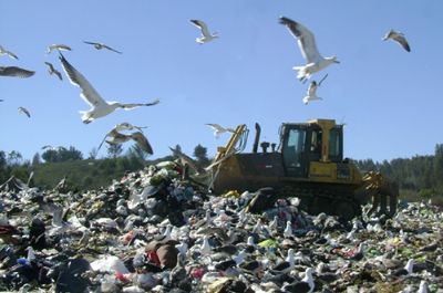 Las gaviotas son aves que habitan cerca de instalaciones humanas y pueden consumir muchos de los desechos que producimos.