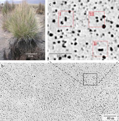 Con este trabajo los investigadores descubrieron que las plantas se organizan en función a la utilización del agua,  creando estructuras y entrelazando sus raíces.